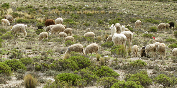 Lama's als kuddeschermer